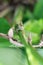 A portrait of a garden locust among green leaves