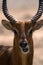 Portrait of an gazelle & x28;springbok& x29;