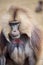 Portrait of gelada baboon