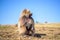 Portrait of gelada baboon