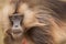 Portrait of a gelada baboon looking directly at the camera. Semien Mountains, Ethiopia.