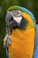Portrait of Gelbbrustara macaw