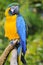 Portrait of gelbbrustara macaw on perch