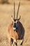 Portrait of a gemsbok antelope (Oryx gazella) in desert, Africa