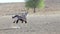 Portrait of Gemsbok, Oryx gazella