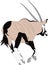 Portrait of a gemsbok or oryx gazella antelope, running