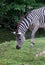 Portrait of a gentle, grazing zebra