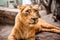 Portrait of a gentle and peaceful lioness resting