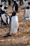 Portrait of a Gentoo Penguin