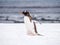 Portrait of Gentoo penguin, Pygoscelis papua, walking in snow, M