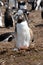 Portrait of a Gentoo Penguins