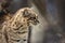 Portrait of a Geoffroy cat, Leopardus geoffroyi, isolated against an abstract background.