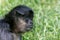 Portrait of Geoffroy Spider Monkey Ateles geoffroyi Black handed spider monkey