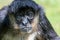 Portrait of Geoffroy Spider Monkey Ateles geoffroyi Black handed spider monkey