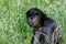 Portrait of Geoffroy Spider Monkey (Ateles geoffroyi) Black handed spider monkey