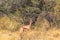 Portrait of gerenuk gazelles in Meru park. Kenya, Africa