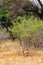 Portrait of gerenuk gazelles in the thickets of Meru. Kenya, Africa