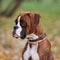 Portrait of German boxer dog, close up