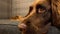 Portrait of a German Longhaired Pointer looking aside