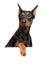 Portrait of a German Pinscher above banner