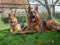 Portrait of a German Shepherd, 3 years old, portrait, in front. Unsharp young female German Shepperd in background