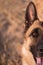 Portrait of a German shepherd in close-up. Smart and beautiful dog, gentle and warm picture. Muzzle of a red-black shepherd
