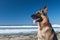 Portrait of German Shepherd Dog on the beach at the California Coast .GDS with traditional colors