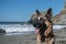Portrait of German Shepherd Dog on the beach at the California Coast .GDS with traditional colors
