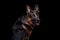 Portrait of a German Shepherd dog on a black background