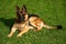 portrait of german shepherd dog on green grass