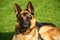 portrait of german shepherd dog on green grass