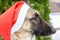 Portrait of a German shepherd dog in a red santa claus hat in the yard, against a background of green thuja in winter. Christmas