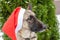 Portrait of a German shepherd dog in a red santa claus hat in the yard, against a background of green thuja in winter. Christmas