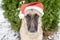 Portrait of a German shepherd dog in a red santa claus hat in the yard, against a background of green thuja in winter. The dog