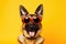 Portrait German Shepherd Dog With Sunglasses Orange Background
