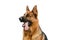 Portrait of a German Shepherd Dog on White Background. Service or Working Male Dog Isolated on White Background.