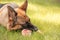 Portrait of a German shepherd with a piece of meat in the mouth.