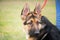 Portrait of a German shepherd puppy with a mischievous and attentive look listening to his master