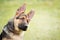 Portrait of a German shepherd puppy with a mischievous and attentive look listening to his master