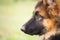 Portrait of a German shepherd puppy with a mischievous and attentive look listening to his master