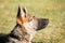 Portrait of a German shepherd puppy with a mischievous and attentive look listening to his master