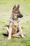 Portrait of a German shepherd puppy with a mischievous and attentive look listening to his master