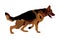 Portrait of German Shepherd running dog .