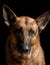 Portrait of a German shepherd in a studio