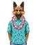 Portrait of German Shepherd in summer shirt with Hawaiian Lei.