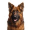 Portrait of German Shepherd on a white background