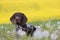 Portrait of German Short Hair Pointer