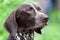 Portrait of german shorthaired pointer