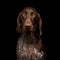 Portrait of German Shorthaired Pointer on Black Background