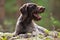 Portrait of german wirehaired pointer